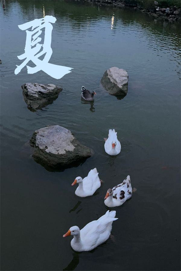 第二名 5常小文-夏.jpg